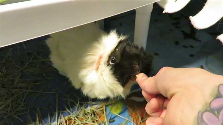 Common Ear Problems in Guinea Pigs