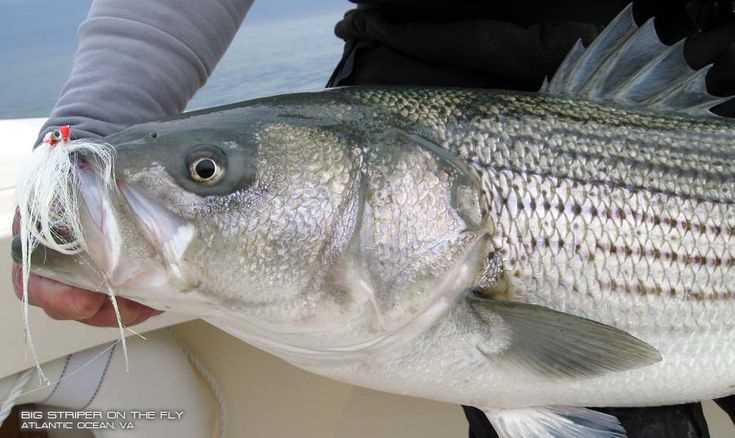 Do you need to descale a striped bass?