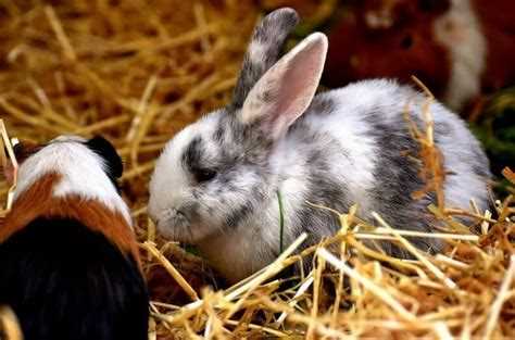 Signs It's Time to Change Your Rabbit's Bedding
