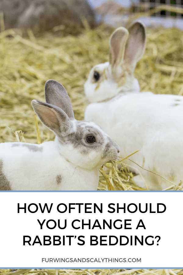 How often should you change rabbits bedding?